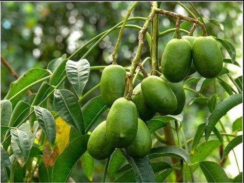 Trái cóc có công dụng như thế nào?